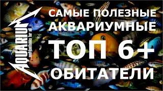 Самые полезные аквариумные обитатели: санитары и чистильщики!