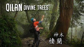 Amazing giant trees in the QILAN Divine Trees Garden (棲蘭神木園)