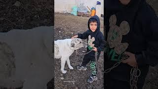 Kids Without Phones: Village Life with Animals ️