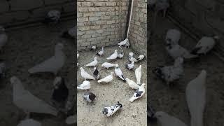 Abdul Pigeons Short video