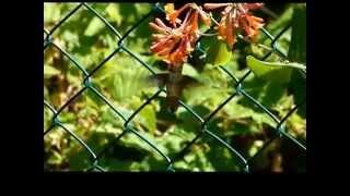 Hummingbird in my garden. Kolibri a kertemben.