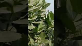 ️ kagaz kalam dawat la old super hit song 1990#oldsong#viral#video#short#ytshorts ️️