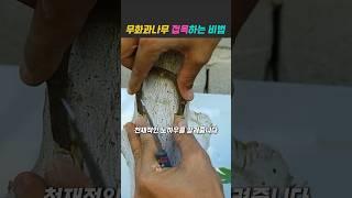 무화과나무 접목성공률 100%입니다 #농사 #텃밭 #정원꾸미기 #노하우