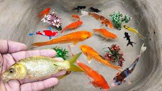 Serok ikan hias warna-warni, ikan koi hias, ikan mas koki, ikan gurami, ikan komet, kura-kura brazil