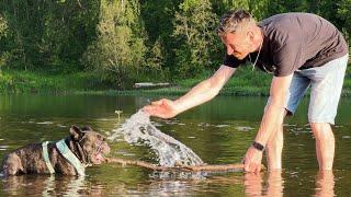 Oleg won't give up his stick | French Bulldog