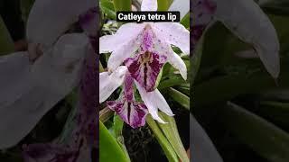 catleya #orchid #orchidplant #plants #catleya #orchidboutique@geethasanil9912