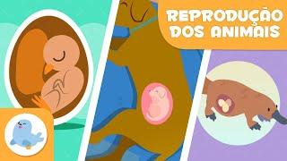 REPRODUÇÃO dos ANIMAIS  SEXUADA E ASSEXUADA  OVÍPAROS, VIVÍPAROS E OVOVÍPAROS