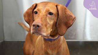 The Beautiful Hungarian Vizsla