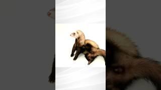 "Ferret Love Lives: Unveiling the Mating Mystery"