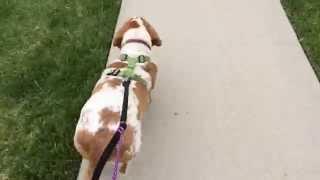 Training for Basset Hound Rescue of SoCal Spring Games