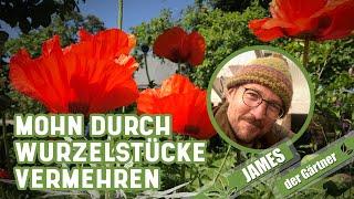 Wurzelschnittlinge von Mohn und Astern | James der Gärtner