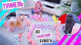 ТУННЕЛЬ для КОШКИ и СОБАКИ из ТУАЛЕТНОЙ БУМАГИ ! ИГРЫ для ДОМАШНИХ ЖИВОТНЫХ