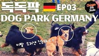 Jindo Reaction when attacked by a huge dog! DOG PARK Germany EP03 #ChingutheJindo #Jindodog