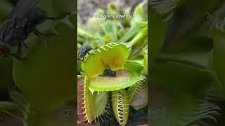 How Does A Venus Flytrap Catch Its Prey