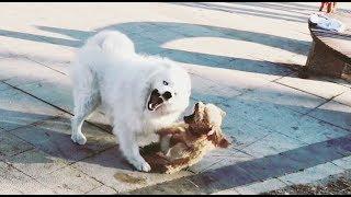 Dog Attack - Eskimo vs Toy Poodle