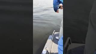 ШОК! Гигантская щука ломает спиннинг!  #рыбалка #спиннинг #щука