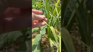 Let’s pull the garlic scapes! They’re finally ready!