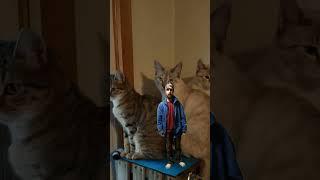 like subscribe and share I don't care. #sweaterohio #music #cats