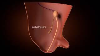 Development of inguinal Canal