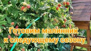 Уход за малиной после сбора урожая