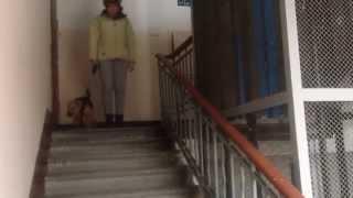 Слепая собака. Жизнь слепого питомца. Прогулка / A blind dog. The life of a blind pet. Walk.