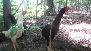 White and Black Rooster Gamefowls