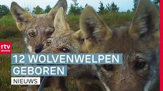 Nu 22 wolven in totaal & ouderwets handjeklap op Rodermarkt | Drenthe Nu