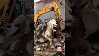 Brave Foal saved his buried Mother's with rescue team #humanity #horse #animals #pets #cartoon
