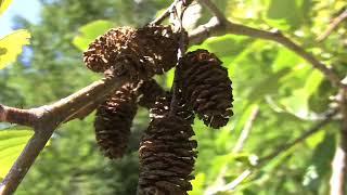 Alnus rubra, Betulaceae (red alder)