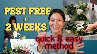 I got rid of plant pests fast with a no mess solution! 2 week plant pest treatment