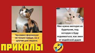 Смеяться разрешается! Котомемы, которые могли бы украсить смешные картинки мемы котики приколы  