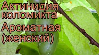 Актинидия коломикта Ароматная (actinidia kolomikta)  обзор: как сажать, саженцы актинидии Ароматная