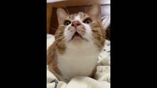 【#喵可酱】快听!我的小猫会唱歌~ #万物可爱计划 #宅家治愈记