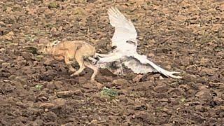 Hare hawking with goshawks and ferrutail