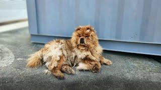 41°C, the dog panted and yearned for freedom after 5 years of guarding