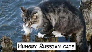 Hungry Russian cats