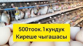 500тоок.Киреше чыгашасы#тоок#несушка#ош #бишкек#баткен#ноокат#жумуртка#ысыккол #токтогул#курынесушки