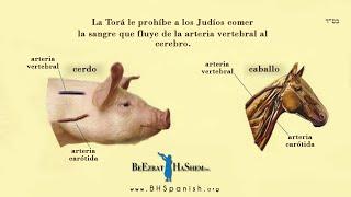 Conocimiento Divino en La Torá. Secretos de los animales Kosher. (3 min)