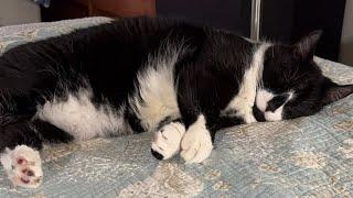 Cat videos JTB is live sleepy kitty cat Sox, snoozing adorably 🫶
