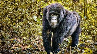 How a Man Earns Trust of a Wild Gorilla Family | Our World