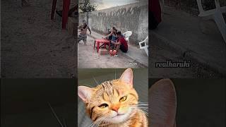 Fun  #cat #meme #dance #trending