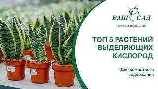 ТОП 5 растений производящих много кислорода. Ваш сад