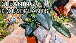 CLEANING HOUSEPLANTS: HOW & WHY I DO IT - JoyUsGarden