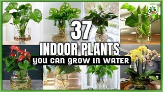 37 Indoor Plants You can grow in Water |Best Indoor plants no need soil to grow |Plant and Planting