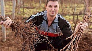 Easy Way to Propagate Vine at Home by Layering (Planting Bare Root Grape).