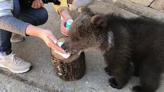 Кормим Степашку. Сафари парк львов Тайган