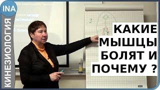 Какие мышцы болят и почему? Прикладная кинезиология. Проф. Л.Ф.Васильева