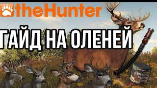 theHunter Classic Гайд Охота на оленей Белохвостый, Чернохвостый, Колумбийский помощь новичкам!!!