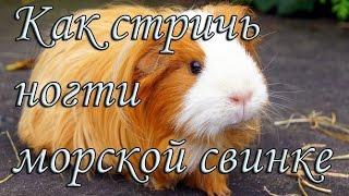 Стрижка когтей морской свинки