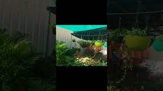 #plantnurseryvisit #shorts #short #shortvideo #shortsfeed #shortsvideo #shortsviral #shortvideos